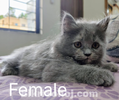Traditional Persian Kitten